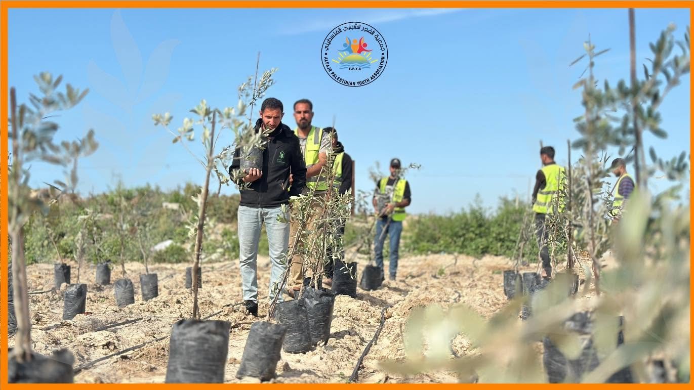 AlFajr Implements the “Olive Trees The Beginning of Recovery” Initiative to Support Farmers in the Gaza Strip